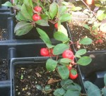 Five Basic Plant Selection Criteria - Roof Garden Plant Selection Criteria