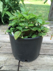 You Can Grow That Alpine Strawberries! pegplant