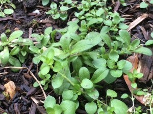 February Time to Pull Weeds in My Virginia Garden pegplant