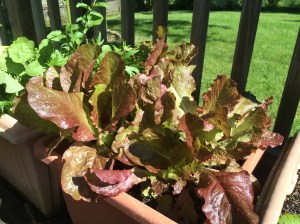 Easy to Grow Heirloom Lettuce Flashy Trout Back pegplant