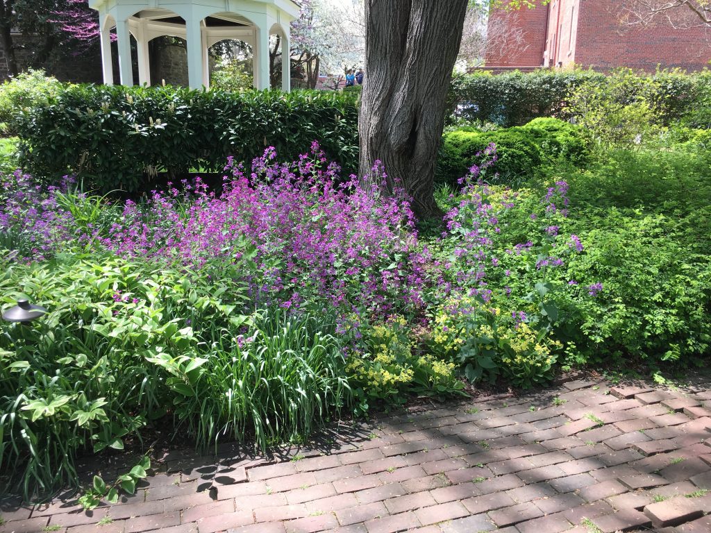 silver dollar plant symbolizes honesty, money, and sincerity