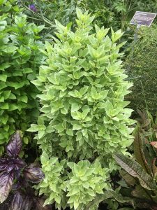 How to grow and use many types of basil in the garden