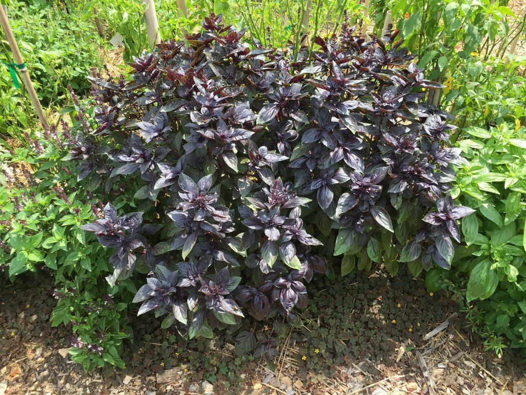 Purple basil