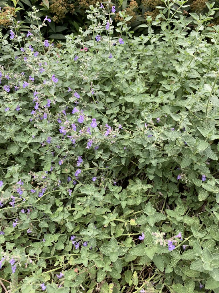 Walker's Low catmint