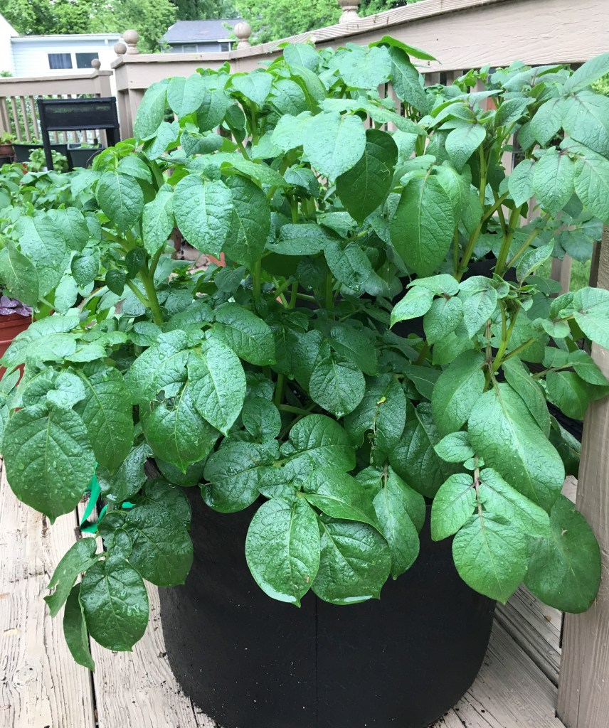 Growing Potatoes: Easy Fun and Delicious