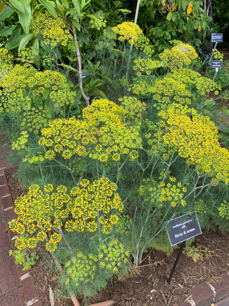 Herbs Attract and Support Beneficial Insects in the Garden