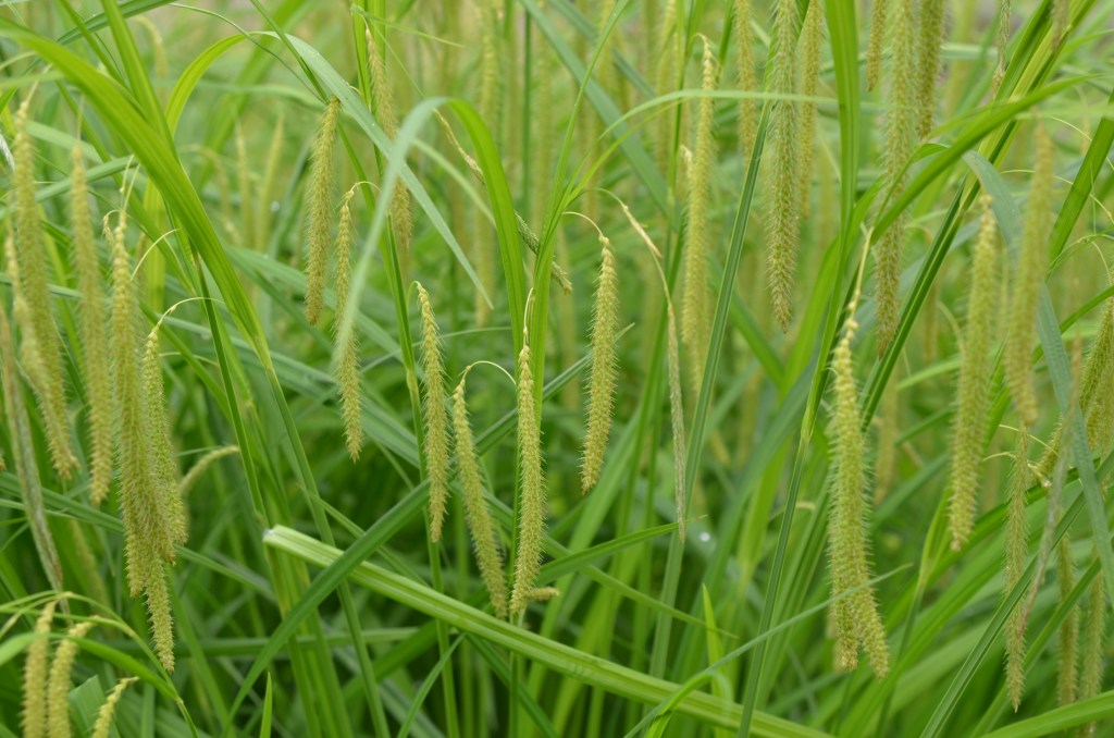 Carex: The Wondercover -